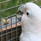 Illustration for article titled Cockatoos Learn To Make Tools By Watching Their Friends